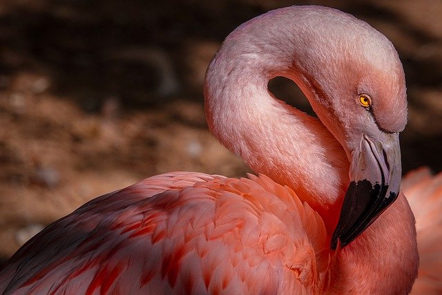 Foto d eum flamingo