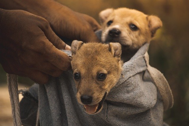Foto de dois filhotes de cachorro dentro de uma mochila